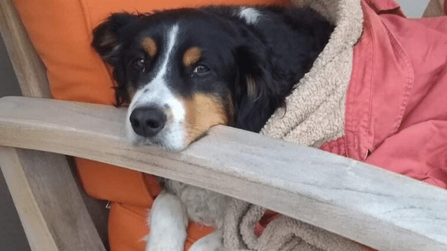 Bodie the good dog curled up in a patio chair